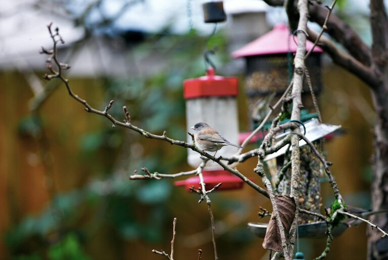 Beginner Tips for Backyard Birdwatching: A Simple Guide to Get Started
